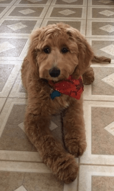 red labradoodle laying down