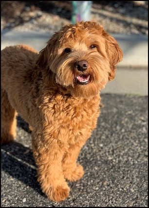 golden labradoodle standing