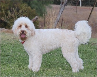 cream labradoodle