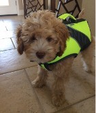 australian labradoodle in life vest