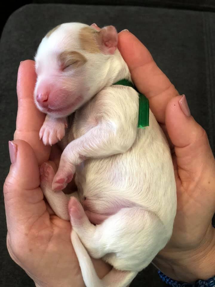 tiny puppy that fits in a hand