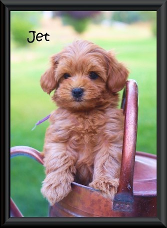 labradoodle puppy