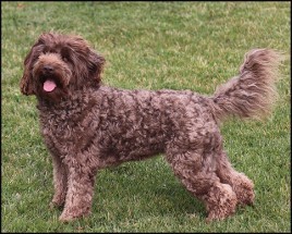 labradoodle standing in grass