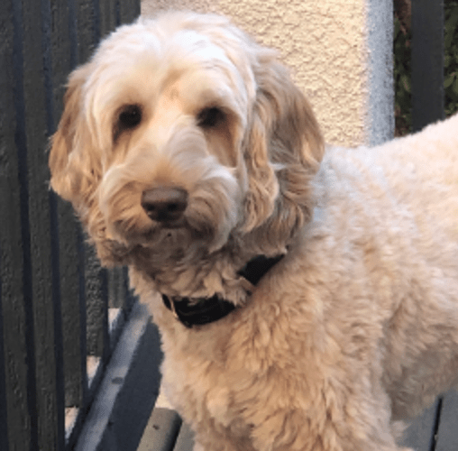 apricot labradoodle