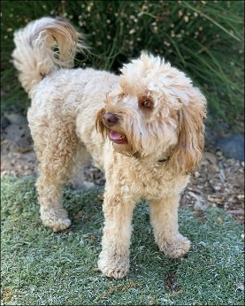 apricot australian labradoodle in grass