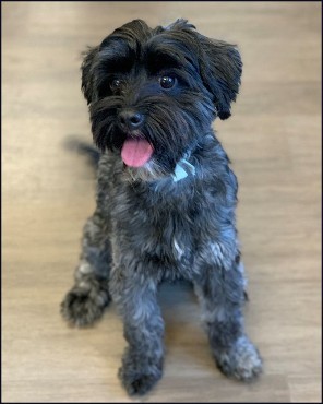 black labradoodle sitting on wooden floor