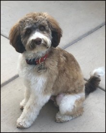 sable parti labradoodle sitting