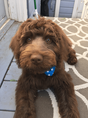 chocolate labradoodle