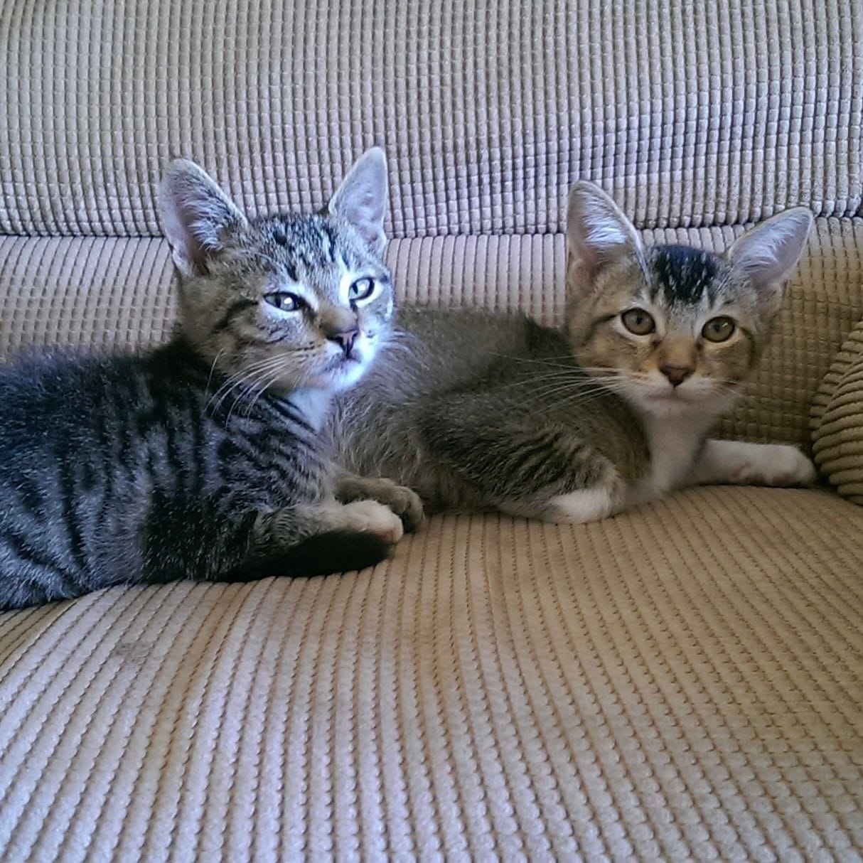 two cats on couch