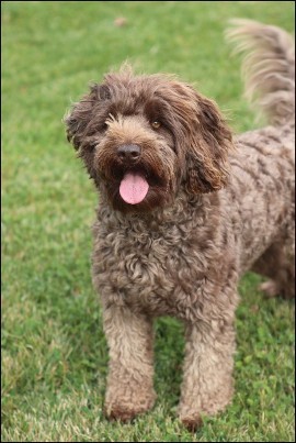 labradoodle standing in grass