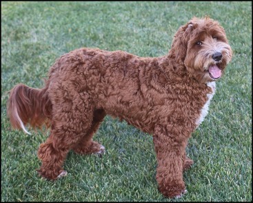 deep red labradoodle standing in grass