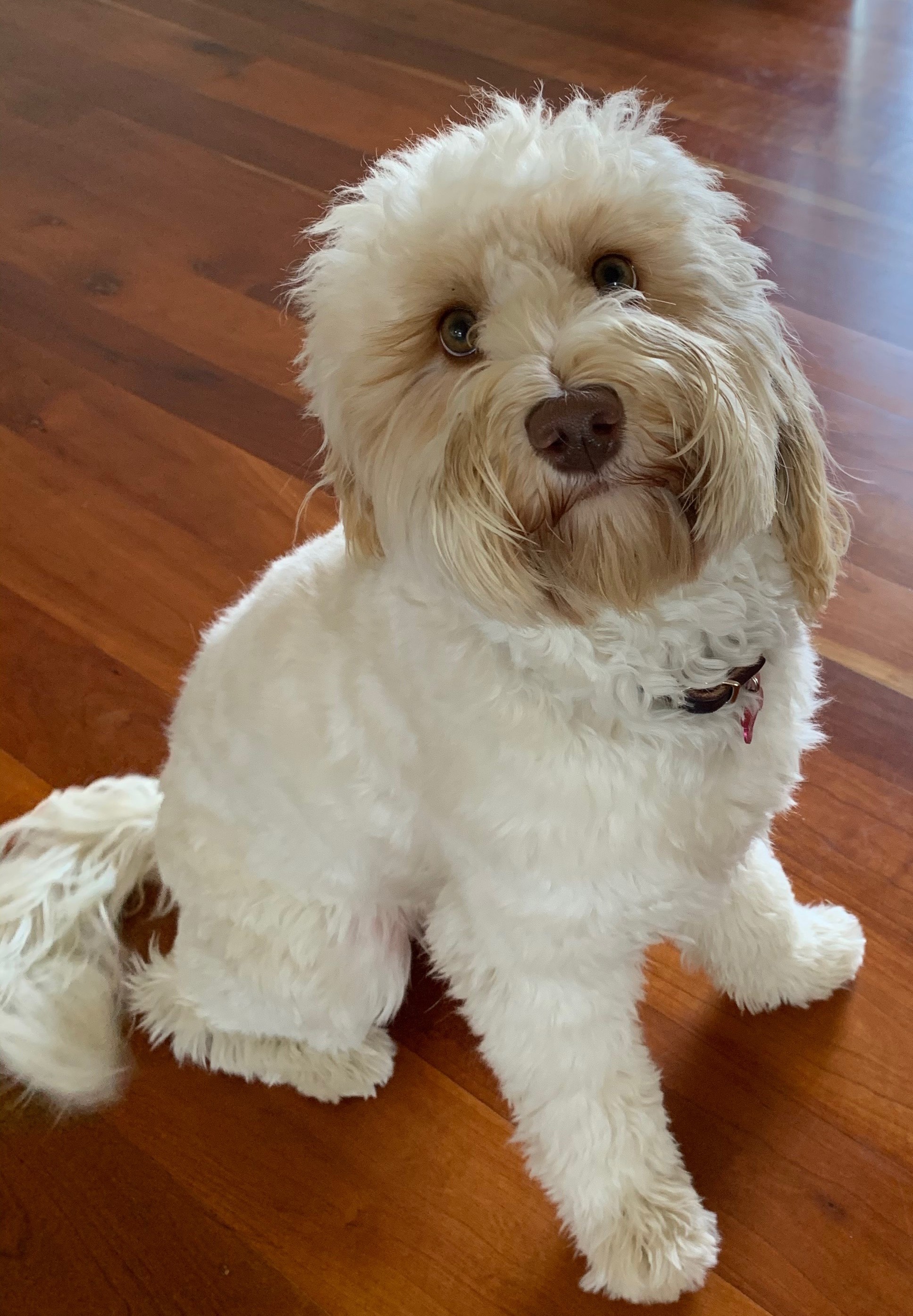 apricot labradoodle