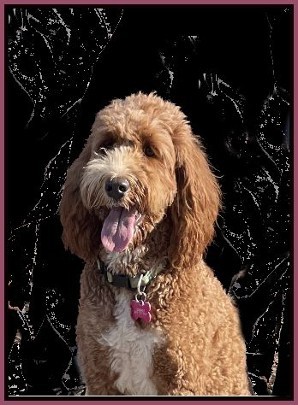 labradoodle sitting