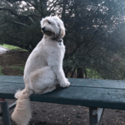 labradoodle sitting on bench