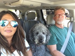 australian labradoodle in car with family