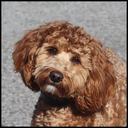 apricot labradoodle