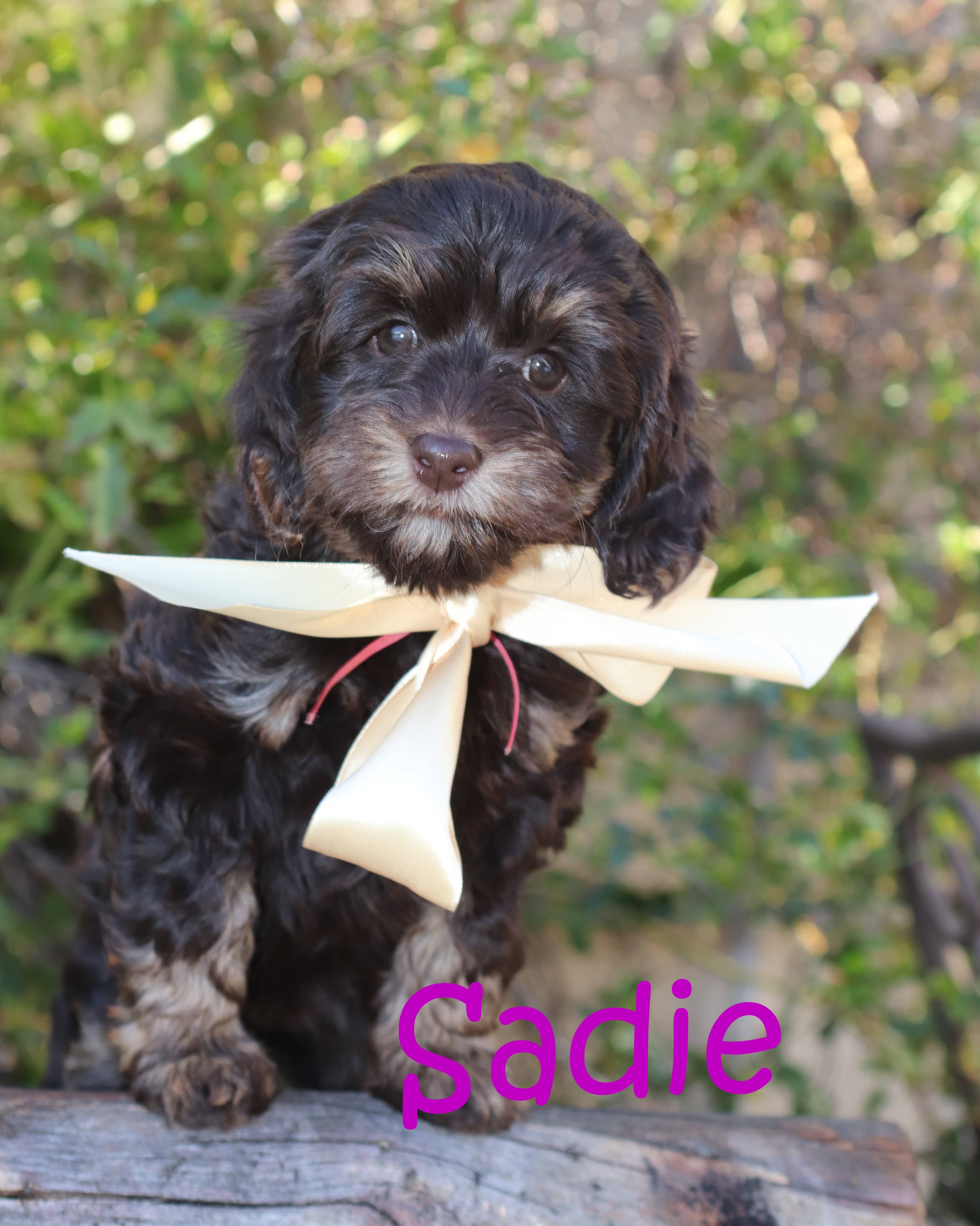 labradoodle puppy