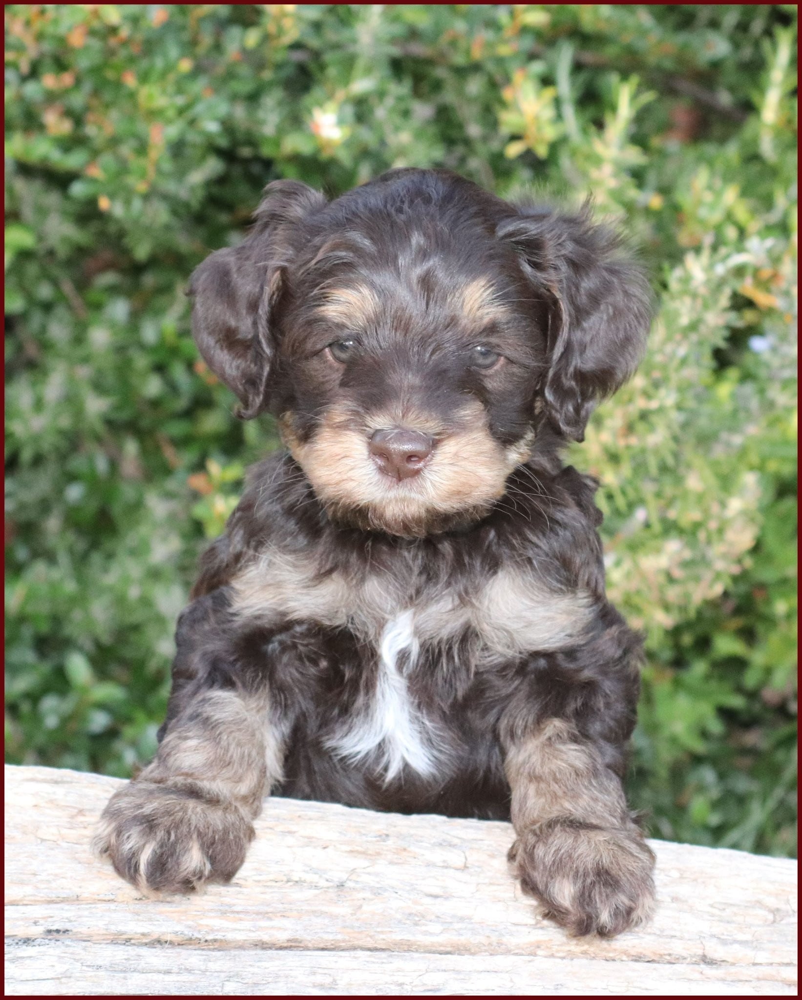 chocolate phantom labradoodle puppy