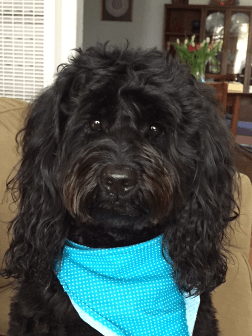 black labradoodle with blue bandana