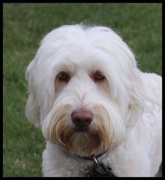 cream labradoodle in grass