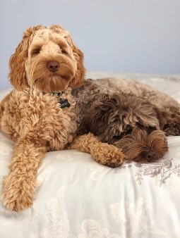 labradoodles laying together inside