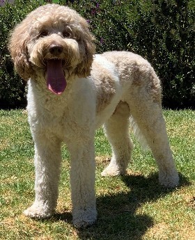 chocolate parti labradoodle panting outside