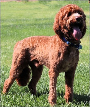 red labradoodle standing in grass