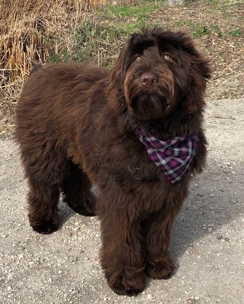 chocolate labradoodle standing in dirt