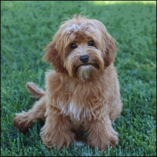 Golden labradoodle sitting in grass