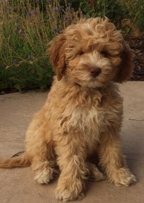 red labradoodle