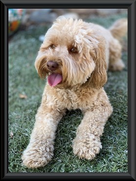 apricot labradoodle