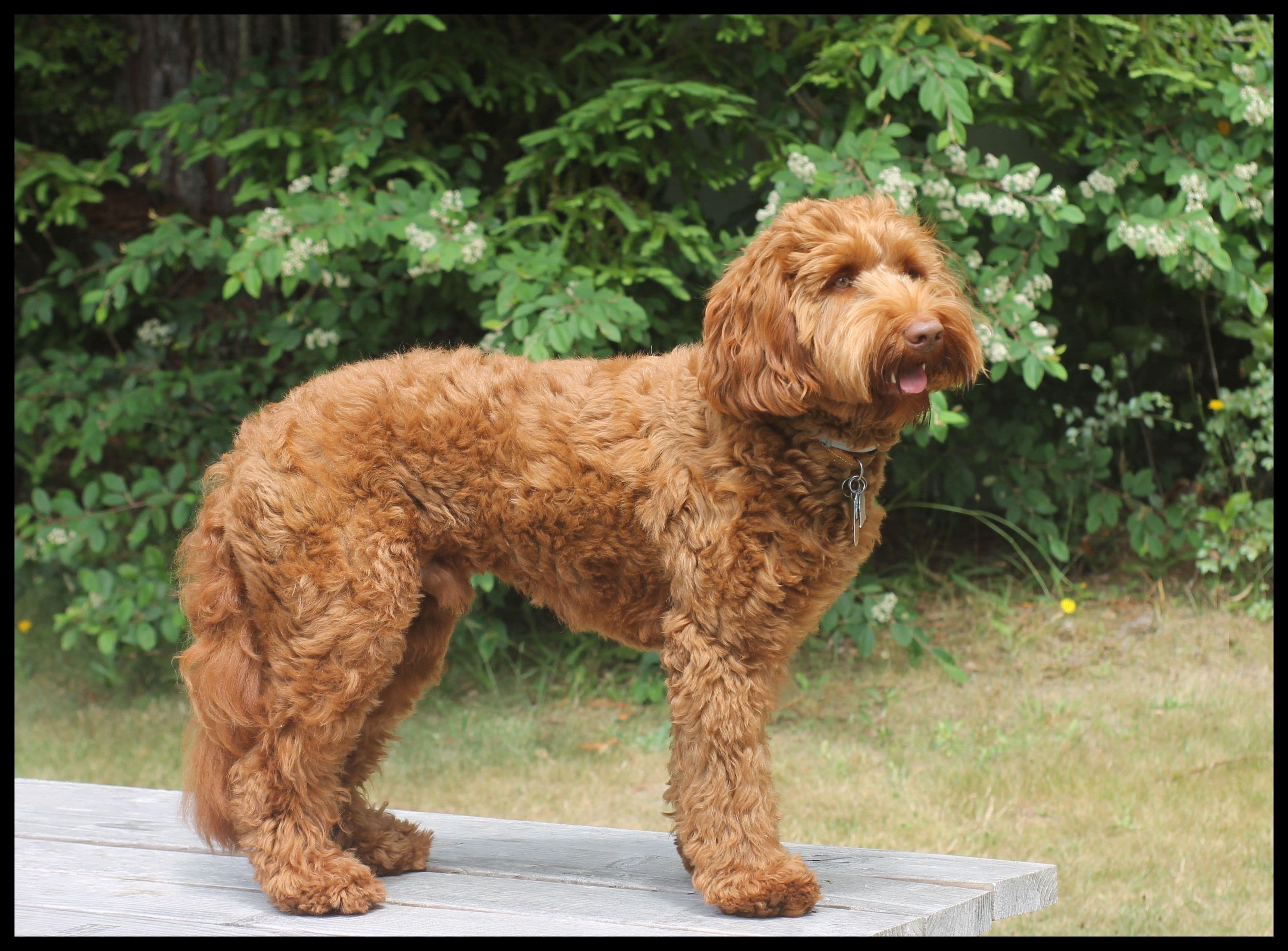 red multigenerational Australian Labradoodle standing