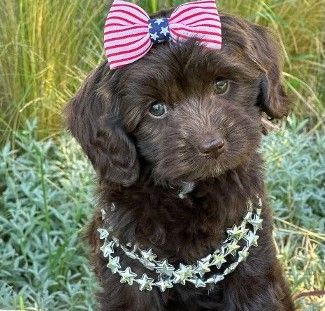 chocolate australian labradoodle puppy wearing necklace