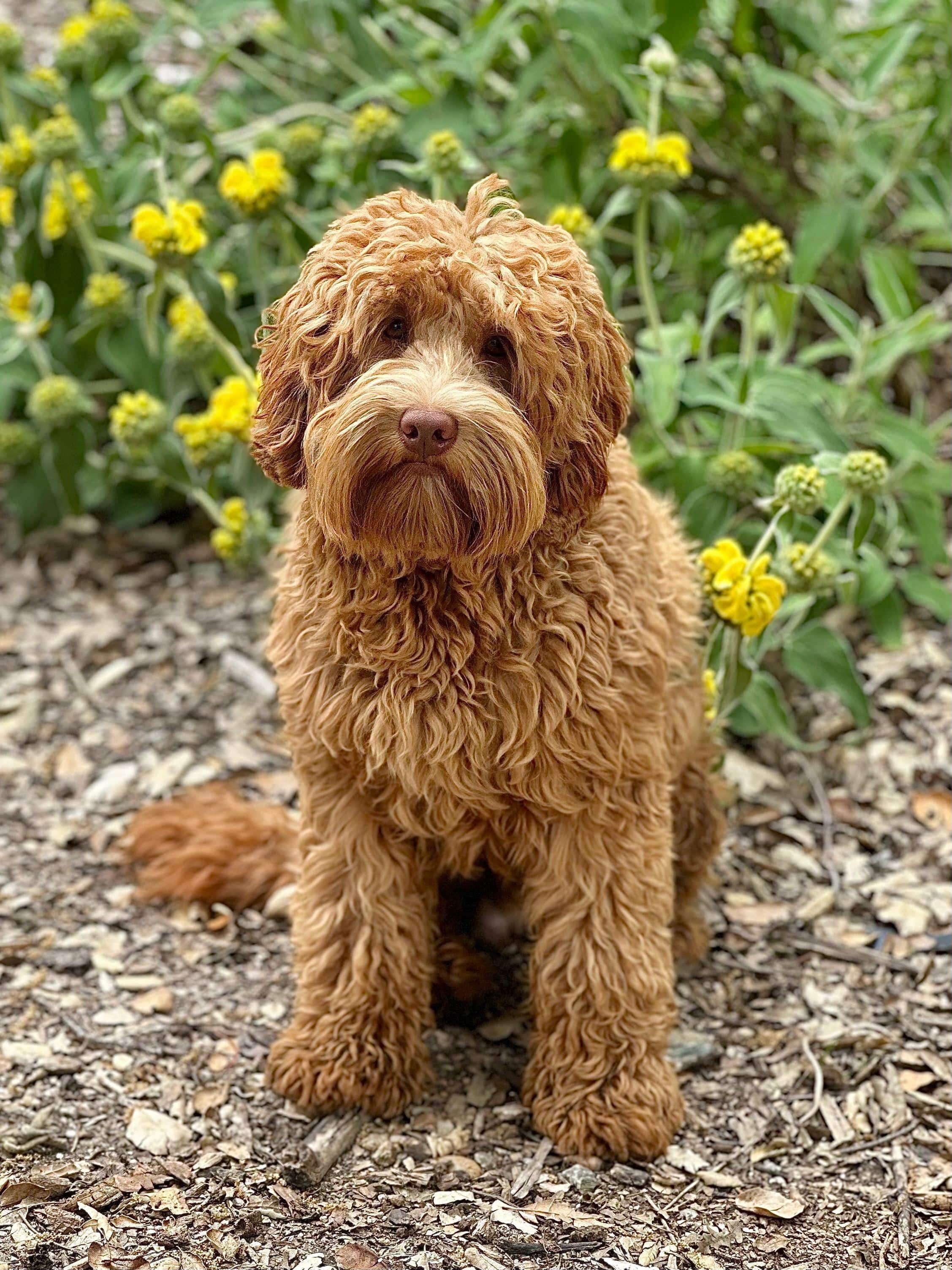 micro-mini multigen australian labradoodle